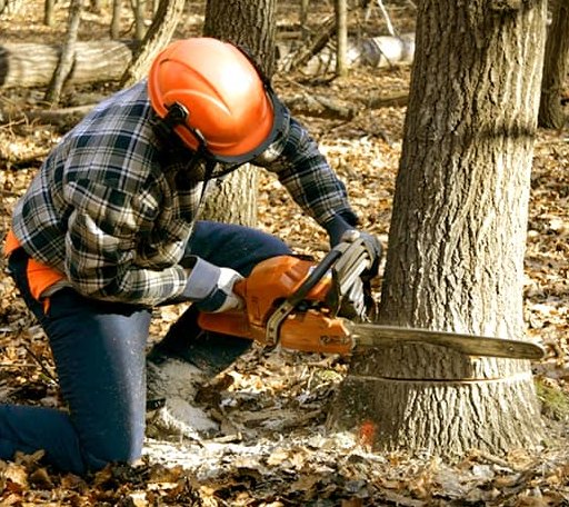 Tree Removal in Bella Vista, CA
